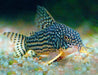 Corydoras sterbai - animals & pet supplies