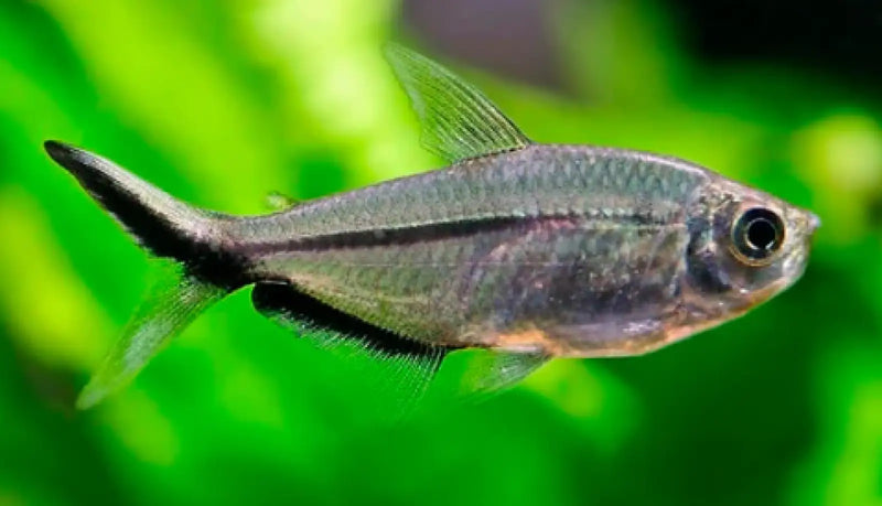 Costae tetra - livestock