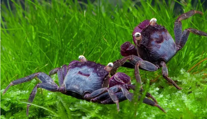 Blue Vampire Crab