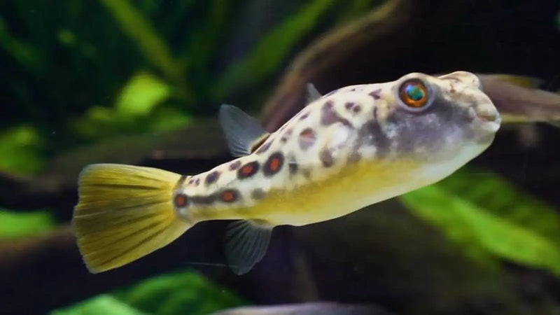 Cross River Puffer - Topick Aquarium Canada