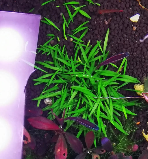 Cryptocoryne sp. Parva mini