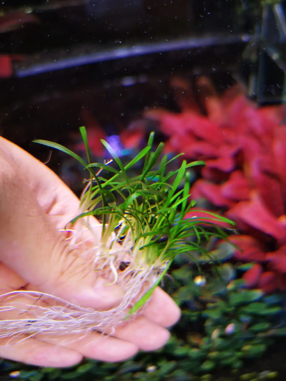 Topick Aquarium - Cryptocoryne sp. Parva Mini