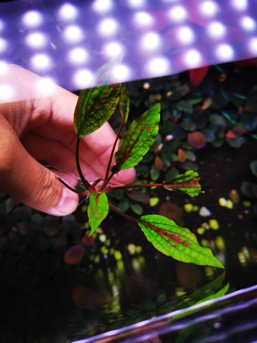 Cryptocoryne striolata sp.