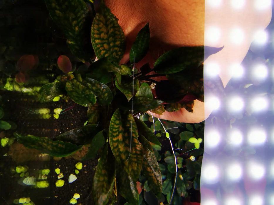 Topick Aquarium - Cryptocoryne Striolata sp.