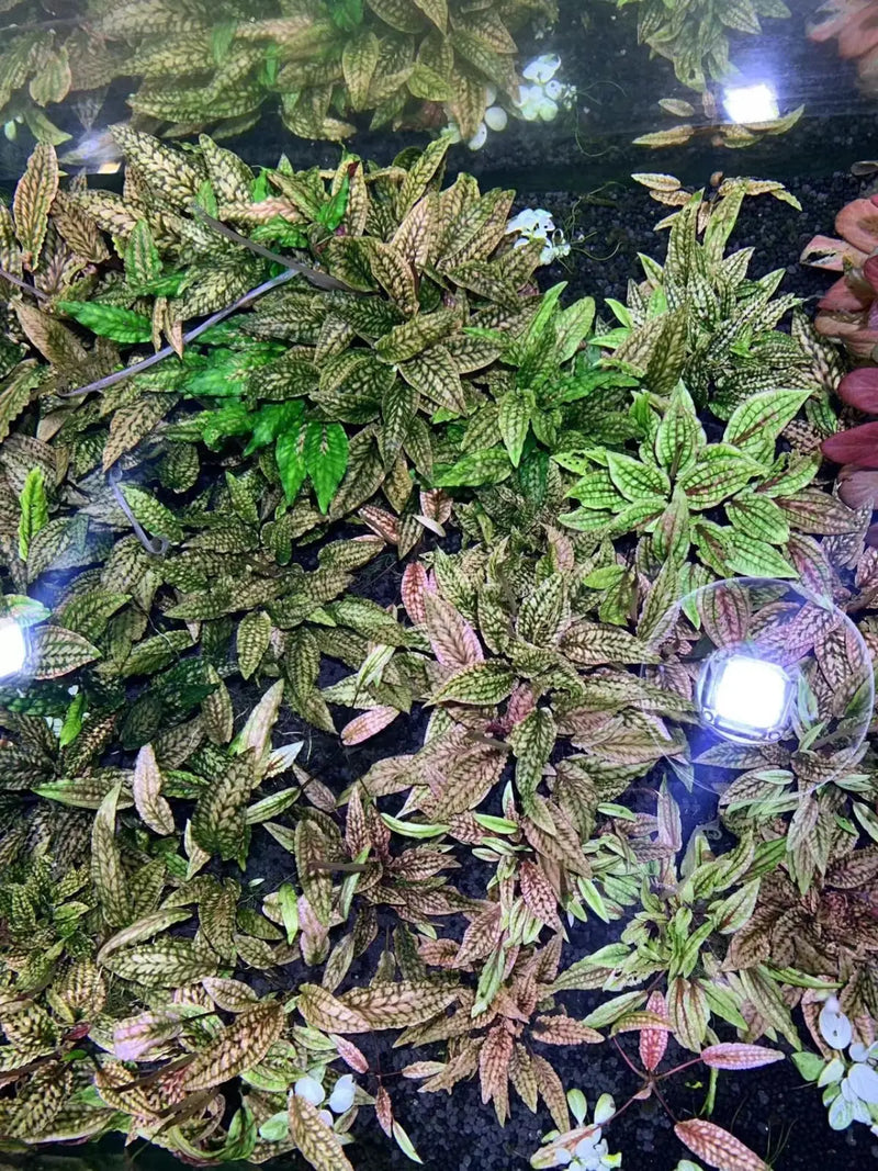 Cryptocoryne striolata sp.