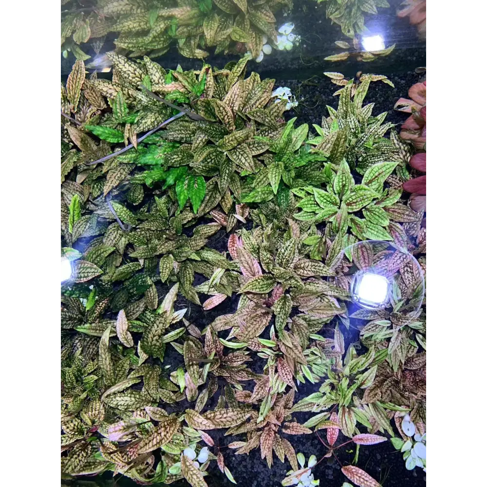 Topick Aquarium Cryptocoryne Striolata sp.