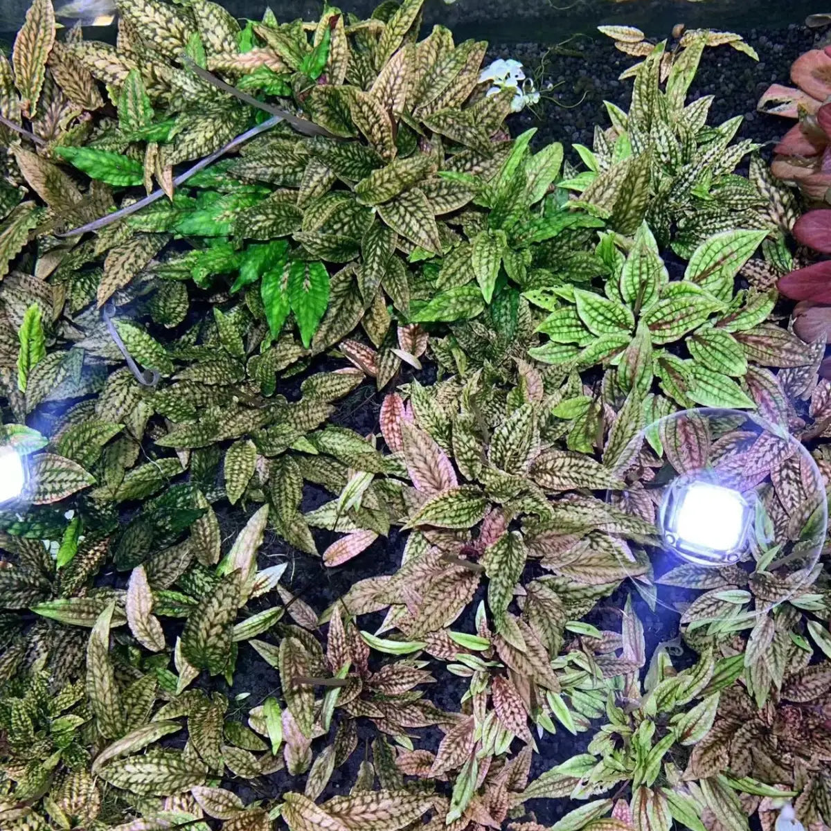 cryptocoryne-striolata-sp-
