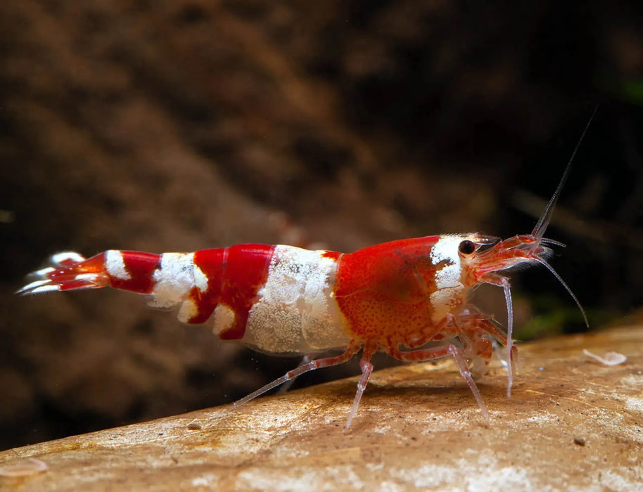 Crystal red shrimp - mix grade - livestock