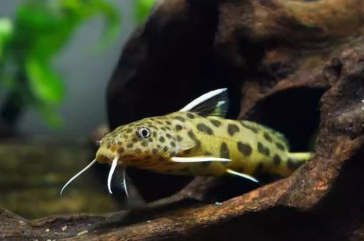 Cuckoo catfish - livestock