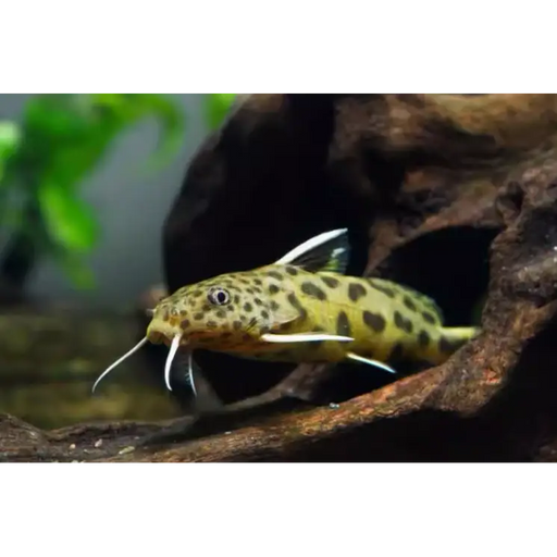 Cuckoo catfish - single (~10cm) - livestock