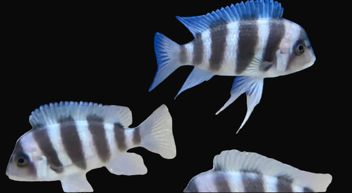 Burundi Frontosa (Cyphotilapia frontosa "Burundi")