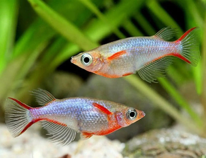 Daisy's Ricefish - Topick Aquarium Canada
