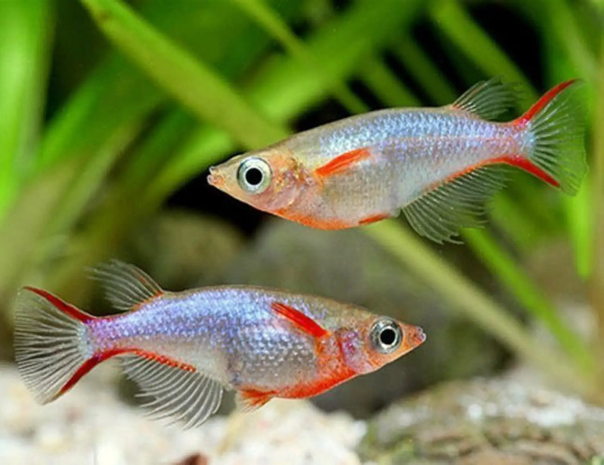 Daisy's Ricefish for Sale in Canada | Topick Aquarium