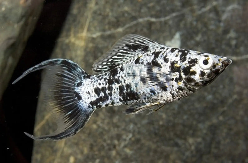 Dalmatian lyretail molly - livestock