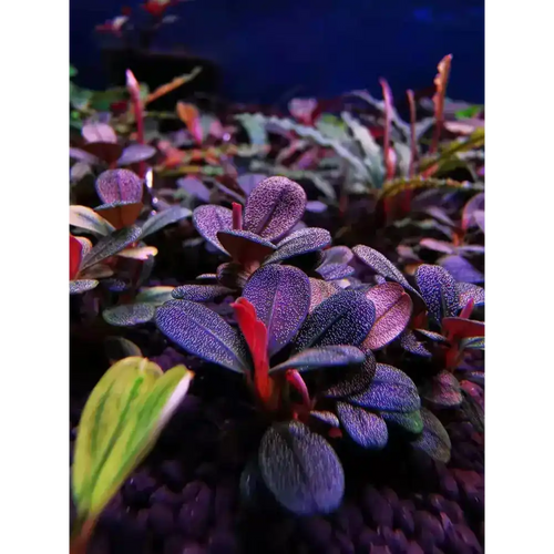 Bucephalandra sp. ’elephant jade’[submersed] bucephalandra