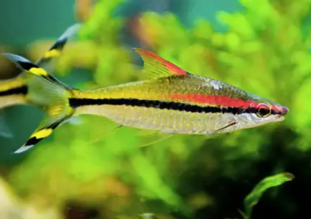 Denison barb (roseline shark) - single fish (~7cm)