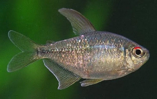 Diamond tetra - livestock