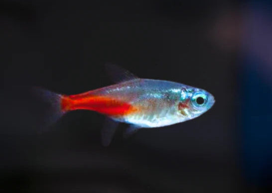 Diamond Head Neon Tetra