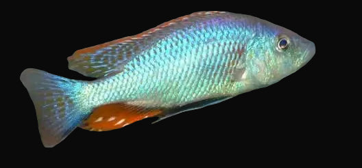 Strigatus Hap (Dimidiochromis strigatus)