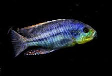 Malawi Thicklip Cichlid (Chilotilapia euchilus)