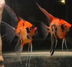 Super Red Devil Longfin Angelfish (Pterophyllum scalare)