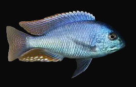Rhodes Malawi Bream (Chilotilapia rhoadesii)