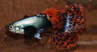 Dumbo ear mosaic guppy - livestock