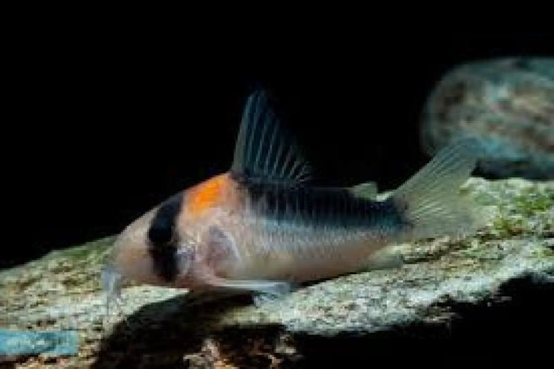 Duplicate corydoras - animals & pet supplies