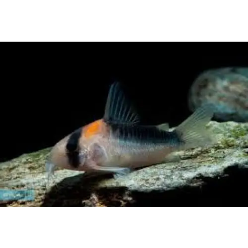 Duplicate corydoras - animals & pet supplies