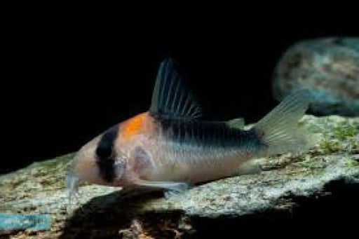 Duplicate corydoras - animals & pet supplies