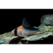 Duplicate corydoras - animals & pet supplies