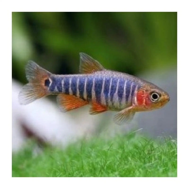 Emerald Dwarf Danio / Dwarf Emerald Rasbora - Topick Aquarium Canada