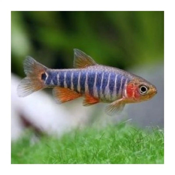 Dwarf emerald rasboras - livestock