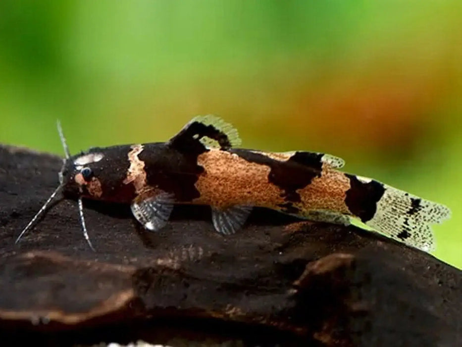 Dwarf marbled catfish (microglanis iheringi) - single