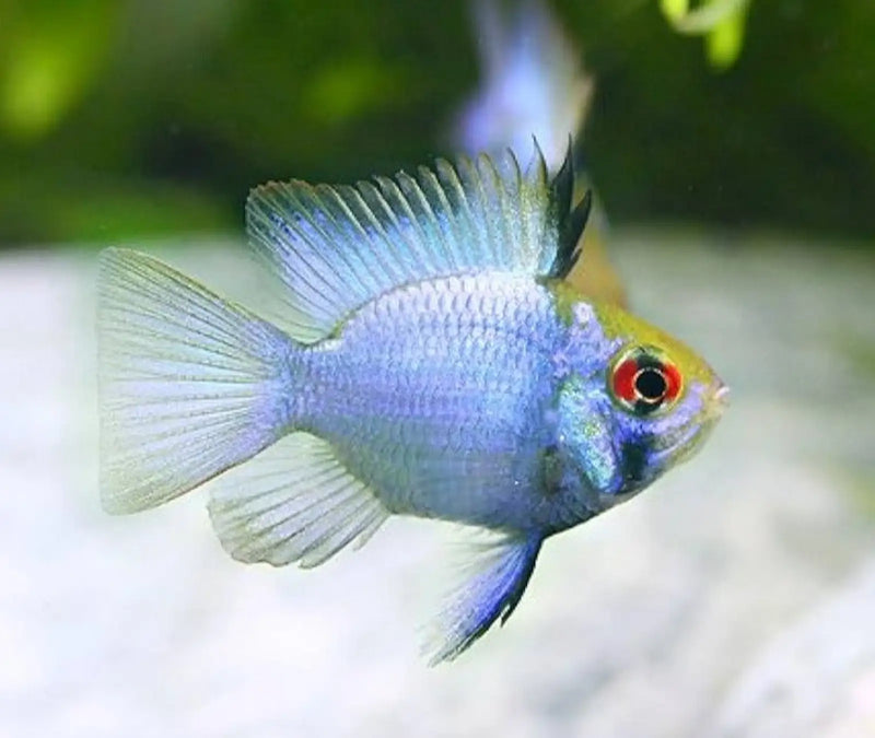 Electric Blue Balloon Ram - Topick Aquarium