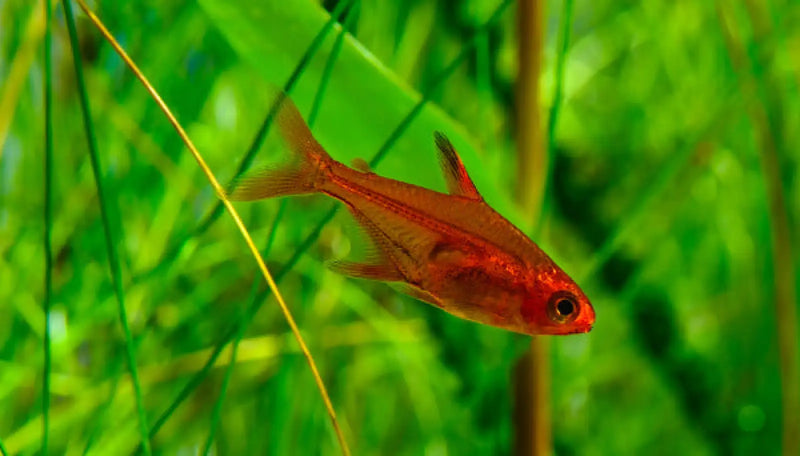 Ember tetra - livestock