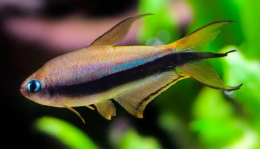 Emperor tetra - livestock