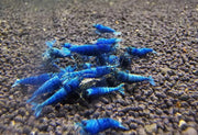 Extreme blue bolt shrimp - livestock