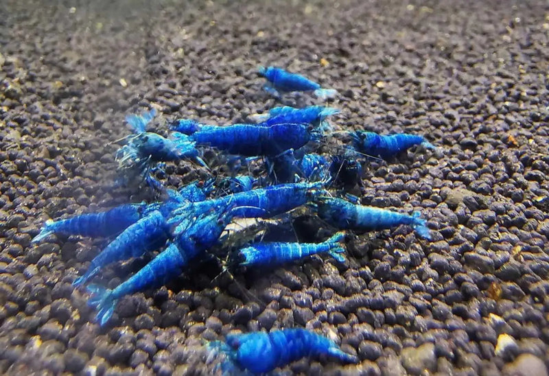 Extreme blue bolt shrimp - livestock
