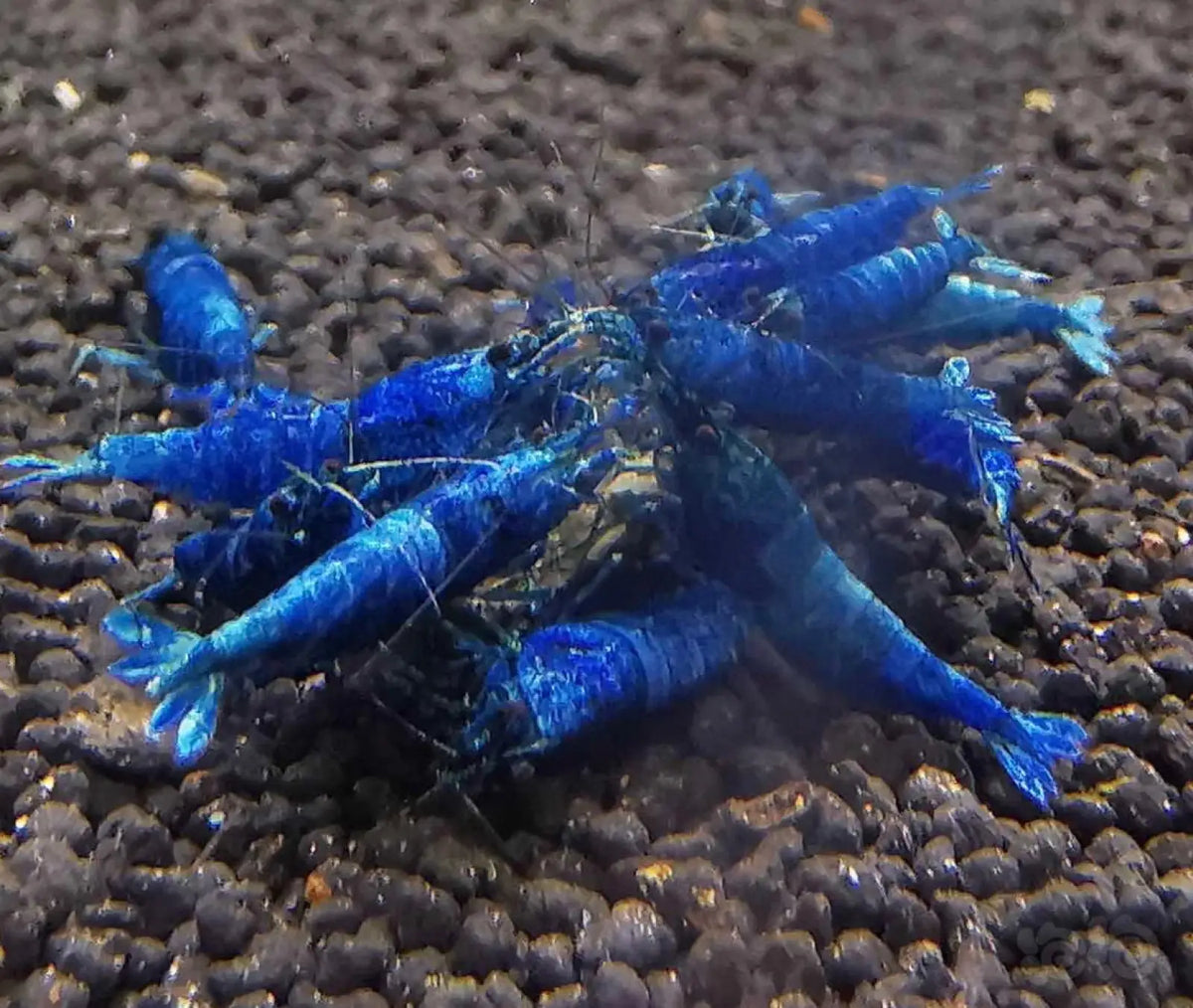 Topick Aquarium - Extreme Blue Bolt Shrimp