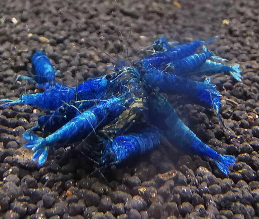 Extreme blue bolt shrimp - livestock