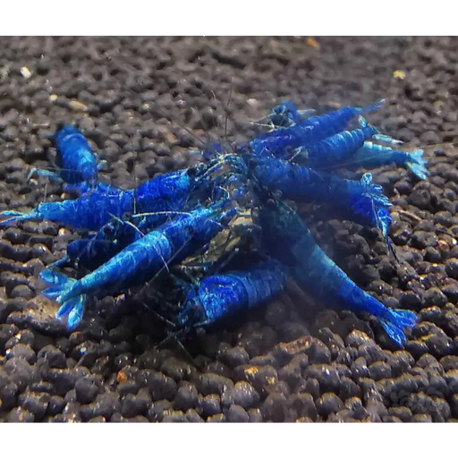 Extreme blue bolt shrimp - livestock