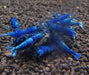 Extreme blue bolt shrimp - livestock