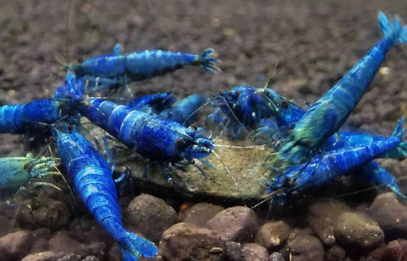 Extreme blue bolt shrimp - livestock