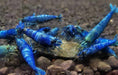 Extreme blue bolt shrimp - livestock