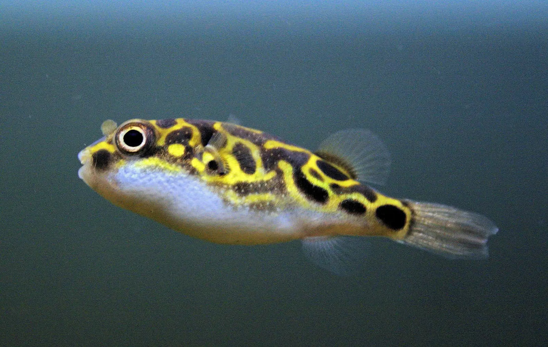 Eyespot pufferfish