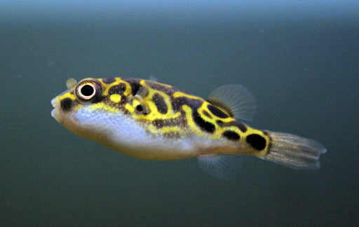 Eyespot pufferfish