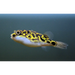 Eyespot pufferfish