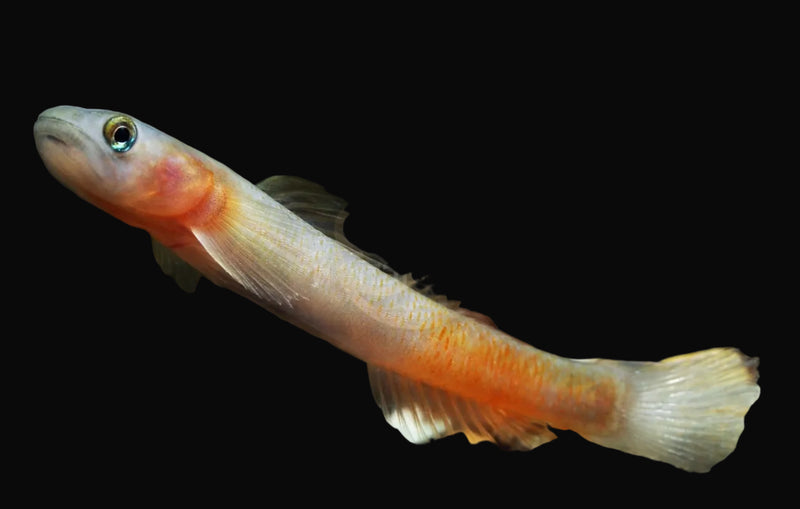 Bereme Creek Goby (Sicyopus beremeensis)