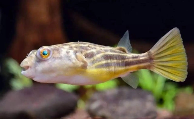 Fahaka Puffer - Topick Aquarium Canada